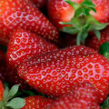 Discounts for Students to Attend the Cape Coral Strawberry Fest