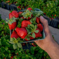 The Annual Strawberry Fest in Alva: Everything You Need to Know