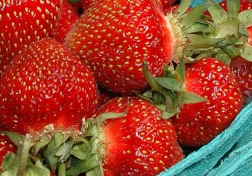 Experience the Fun and Excitement of the Cape Coral Strawberry Festival